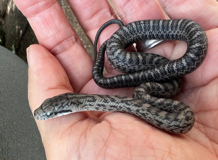 Japanese Rat Snake